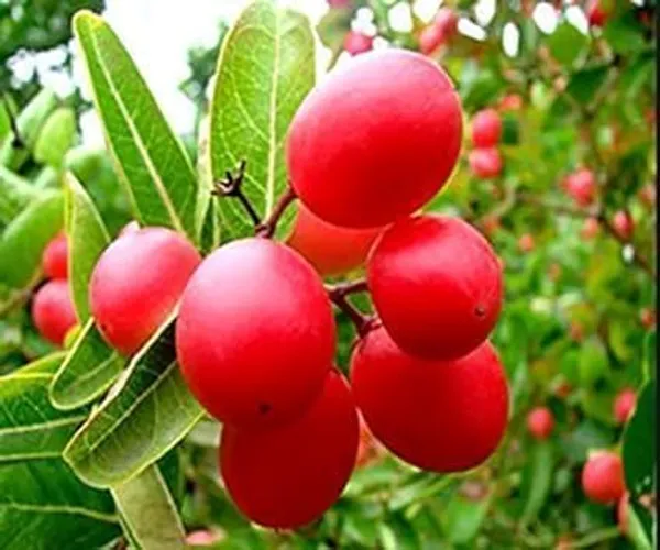 Cherry_Grafted_Fruit_Plant