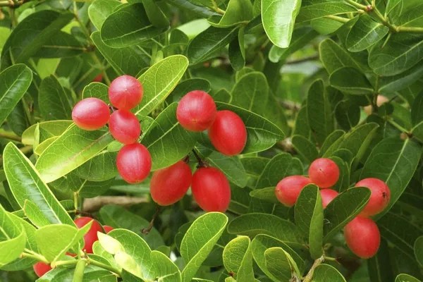 Cherry_Grafted_Fruit_Plant