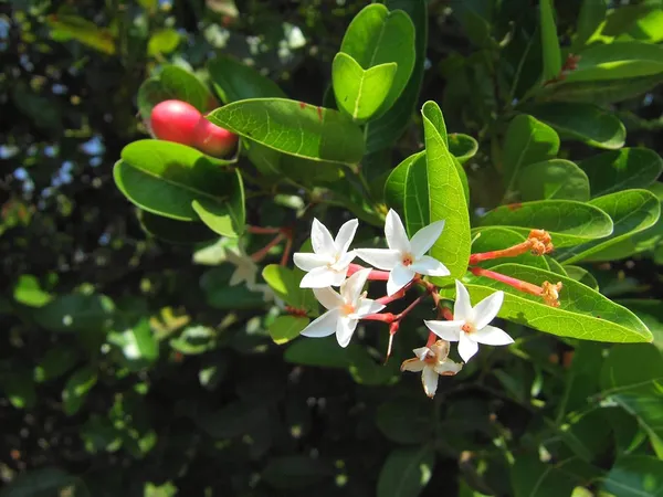 Cherry_Grafted_Fruit_Plant