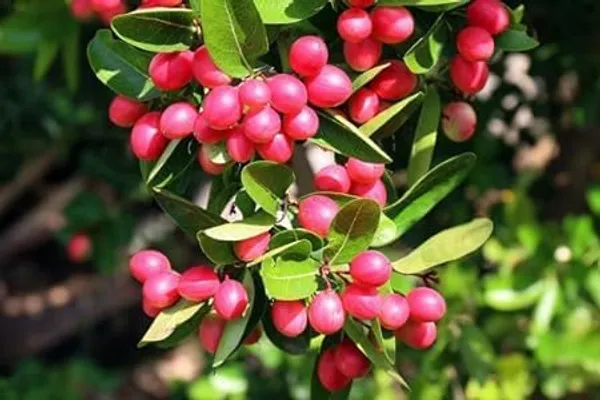 Cherry_Grafted_Fruit_Plant