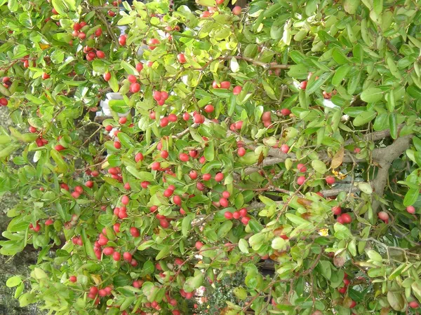 Cherry_Grafted_Fruit_Plant