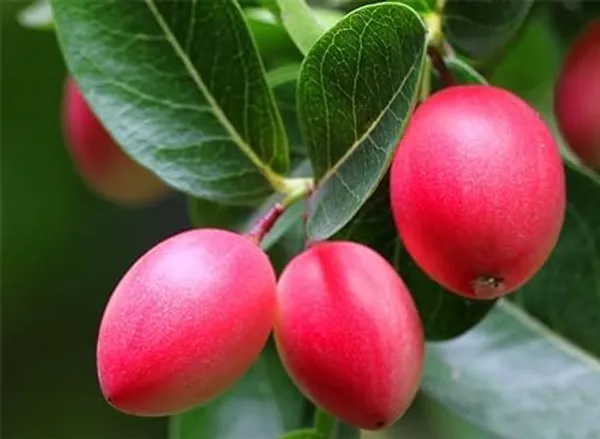 Cherry_Grafted_Fruit_Plant
