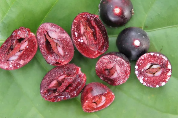 Cherry_Grafted_Fruit_Plant