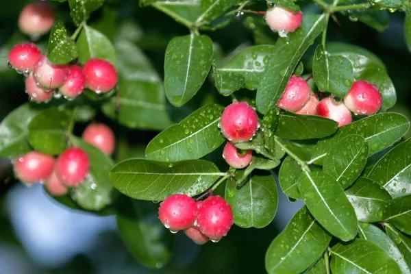 Cherry_Grafted_Fruit_Plant