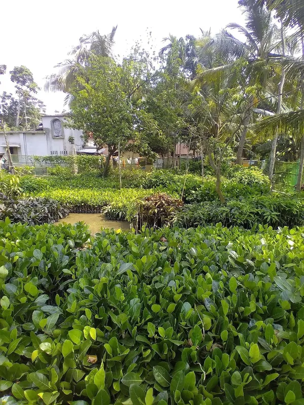Mango_Fruit_Plant