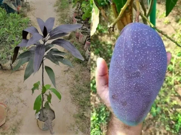 Mango_Fruit_Plant