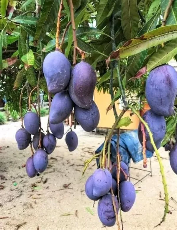 Mango_Fruit_Plant