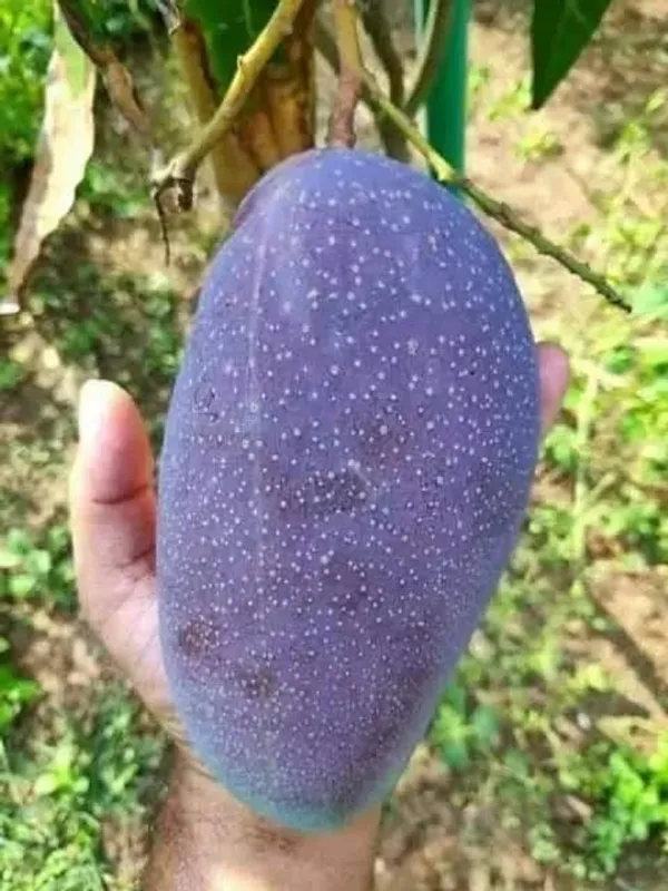 Mango_Fruit_Plant