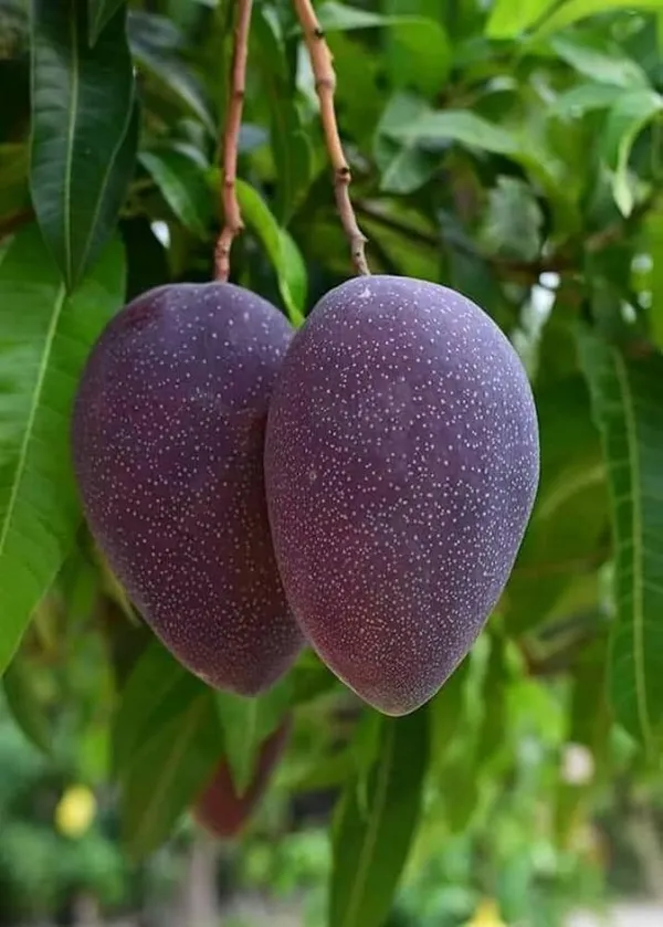 Mango_Fruit_Plant