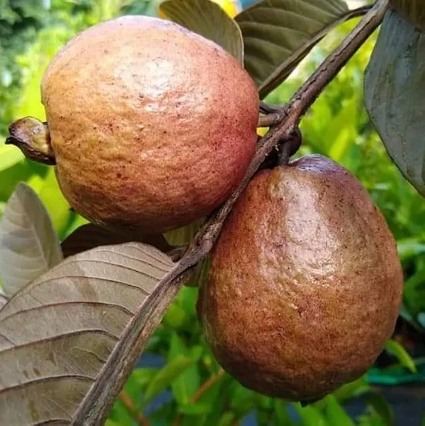 Guava_Fruit_Plant
