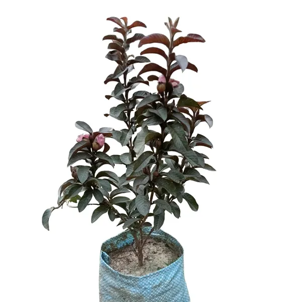 Guava_Fruit_Plant