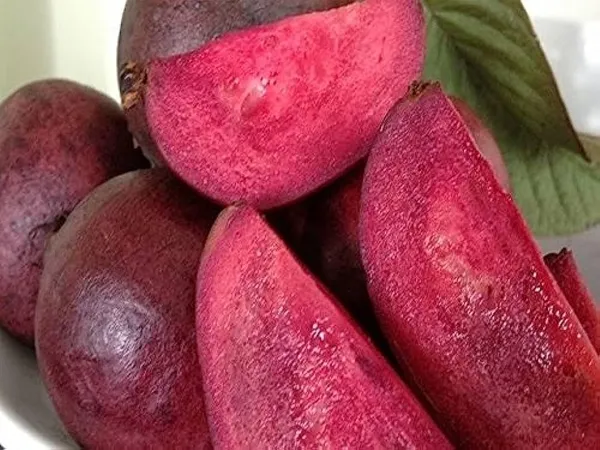 Guava_Fruit_Plant