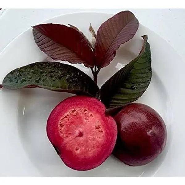 Guava_Fruit_Plant