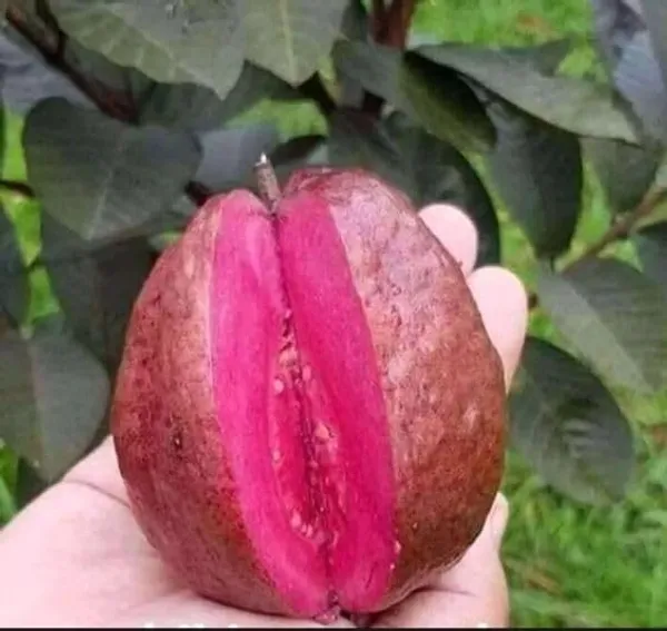 Guava_Fruit_Plant