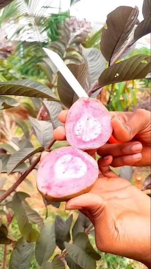 Guava_Fruit_Plant