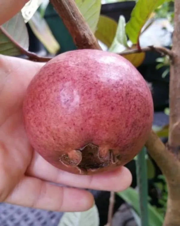 Guava_Fruit_Plant