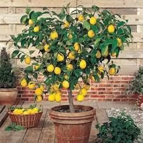 Lemon_Fruit_Plant