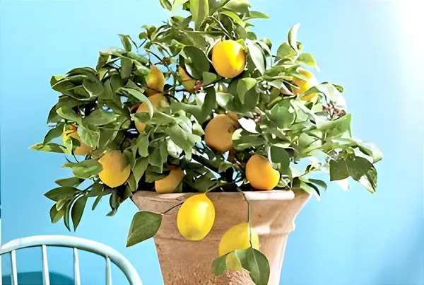 Lemon_Fruit_Plant