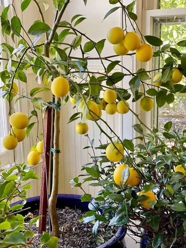 Lemon_Fruit_Plant