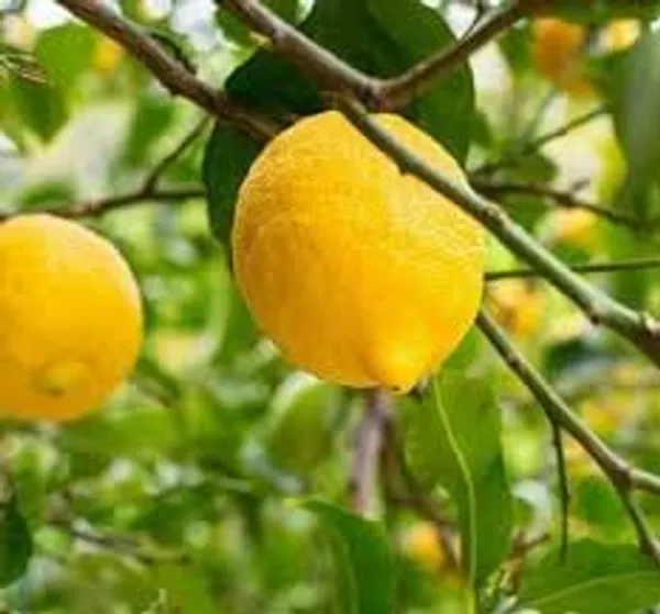 Lemon_Fruit_Plant