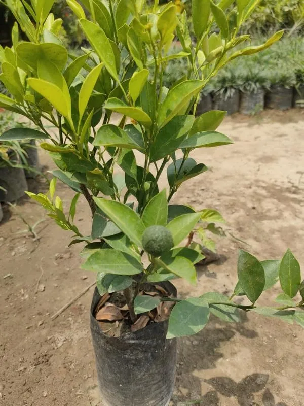 Lemon_Fruit_Plant