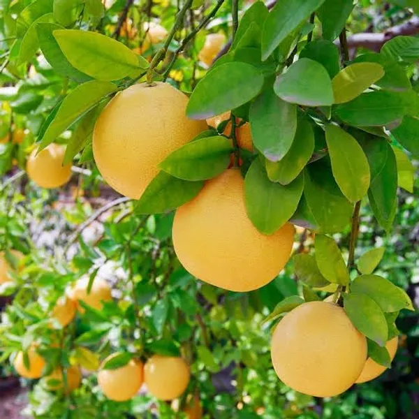 Lemon_Fruit_Plant