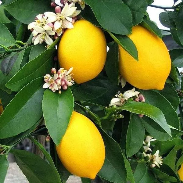 Lemon_Fruit_Plant
