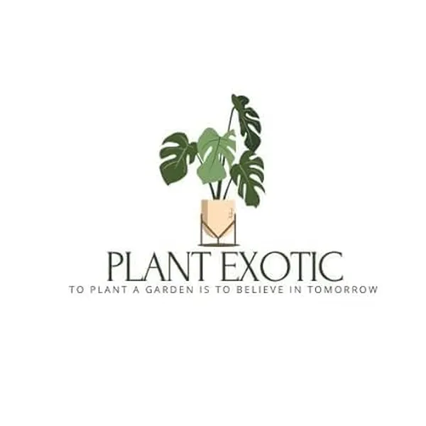 Lemon_Fruit_Plant