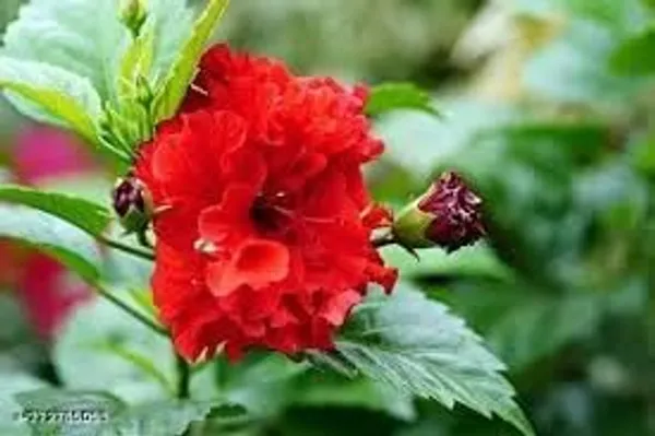 Hibiscus_Plant
