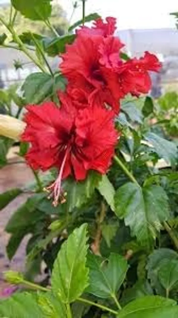 Hibiscus_Plant