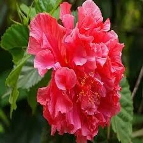 Hibiscus_Plant