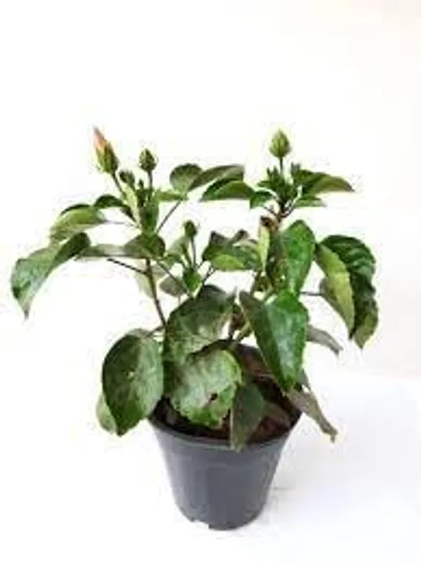Hibiscus_Plant