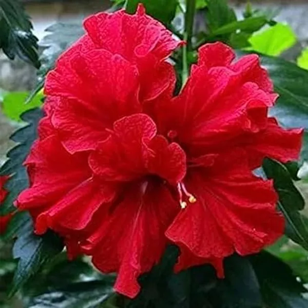 Hibiscus_Plant