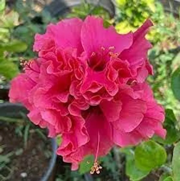 Hibiscus_Plant
