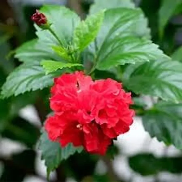 Hibiscus_Plant