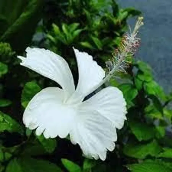 Hibiscus_Plant
