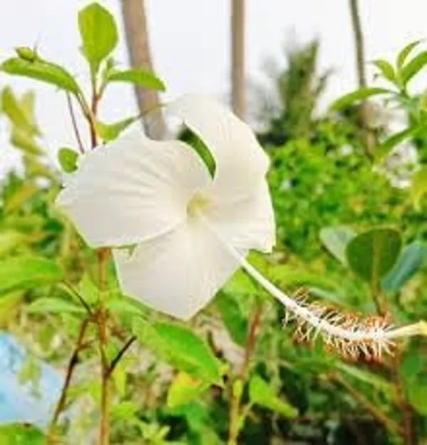 Hibiscus_Plant