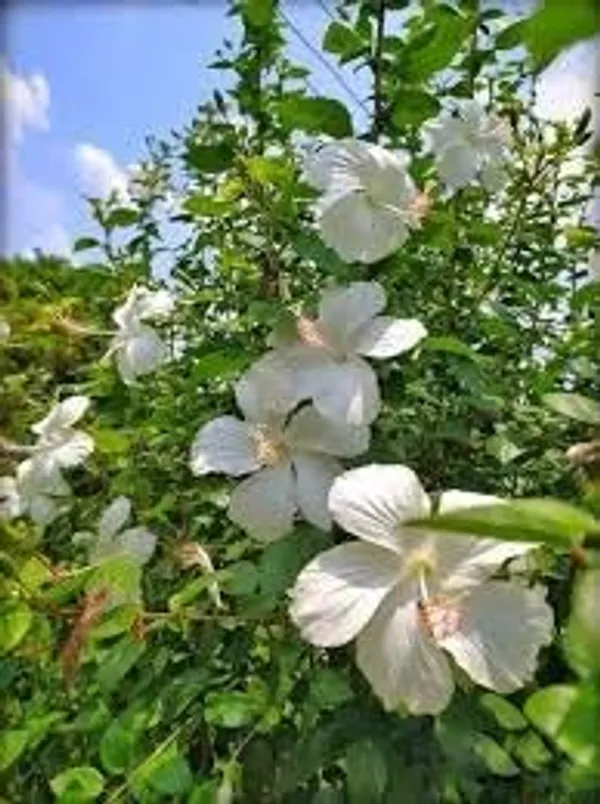 Hibiscus_Plant