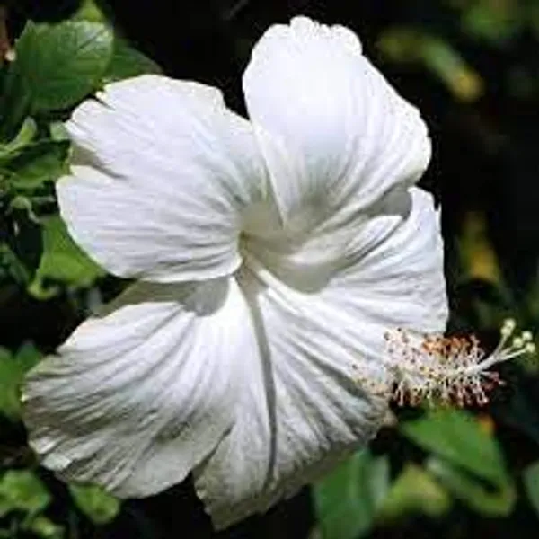 Hibiscus_Plant
