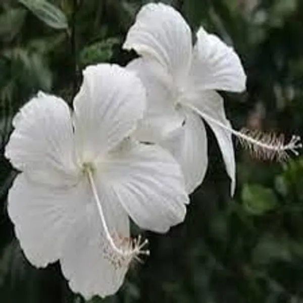 Hibiscus_Plant