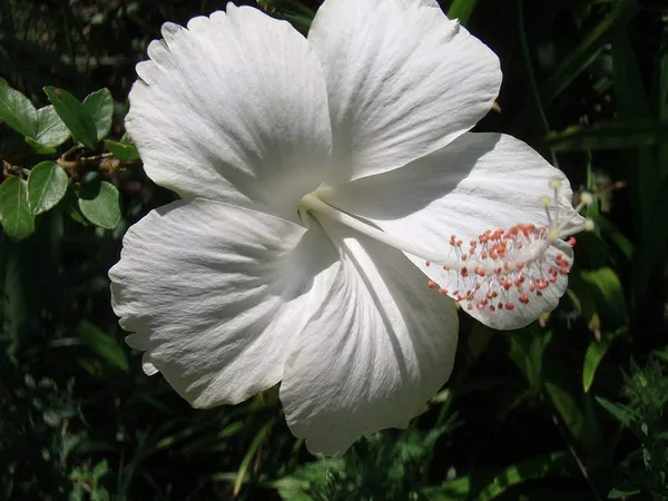 Hibiscus_Plant