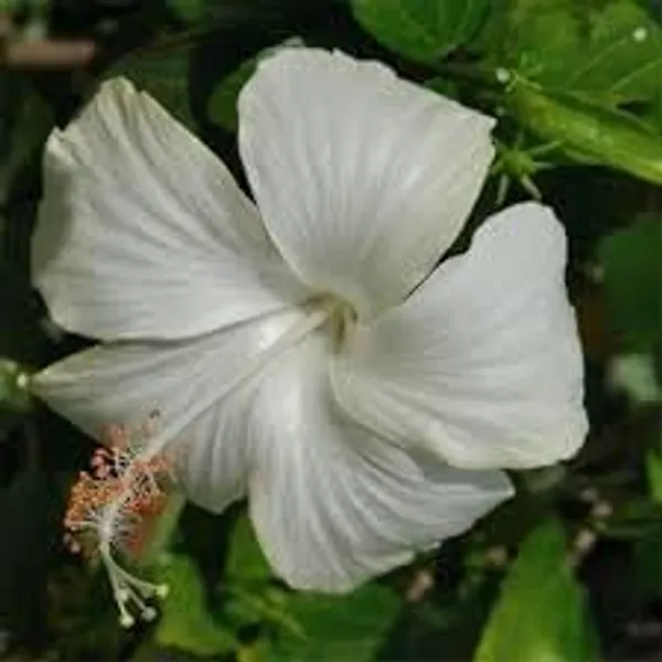 Hibiscus_Plant