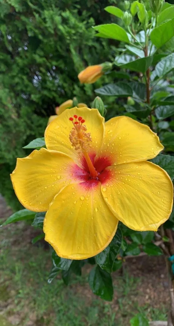 Hibiscus_Plant