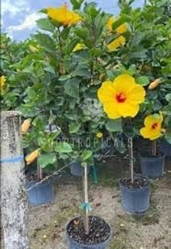 Hibiscus_Plant