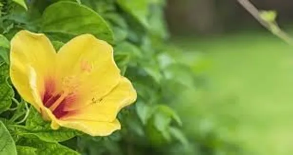 Hibiscus_Plant