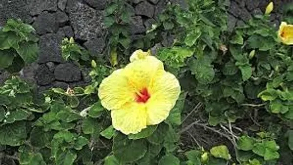 Hibiscus_Plant