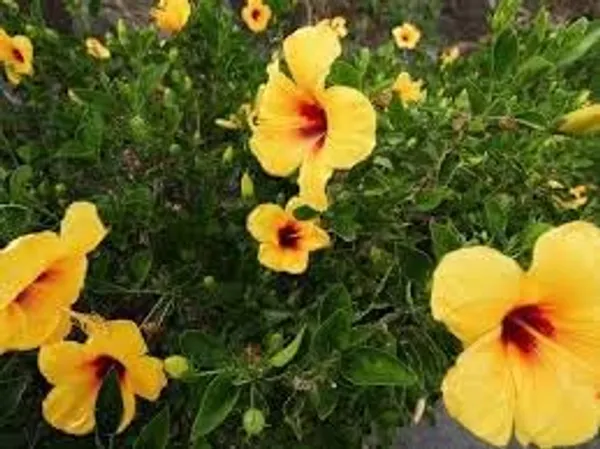 Hibiscus_Plant