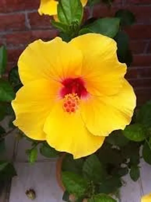 Hibiscus_Plant