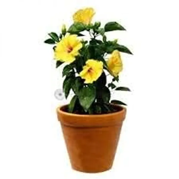 Hibiscus_Plant