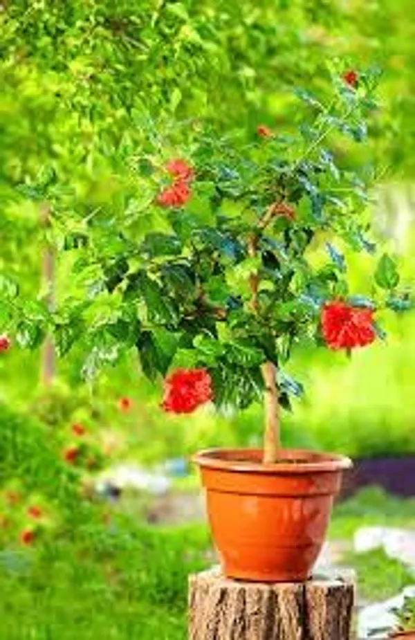 Hibiscus_Plant